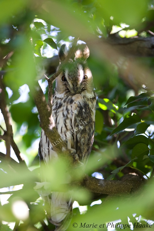 Moyen duc 3707_wm.jpg - Hibou Moyen-Duc juvénile (Genève, Suisse, septembre 2009)